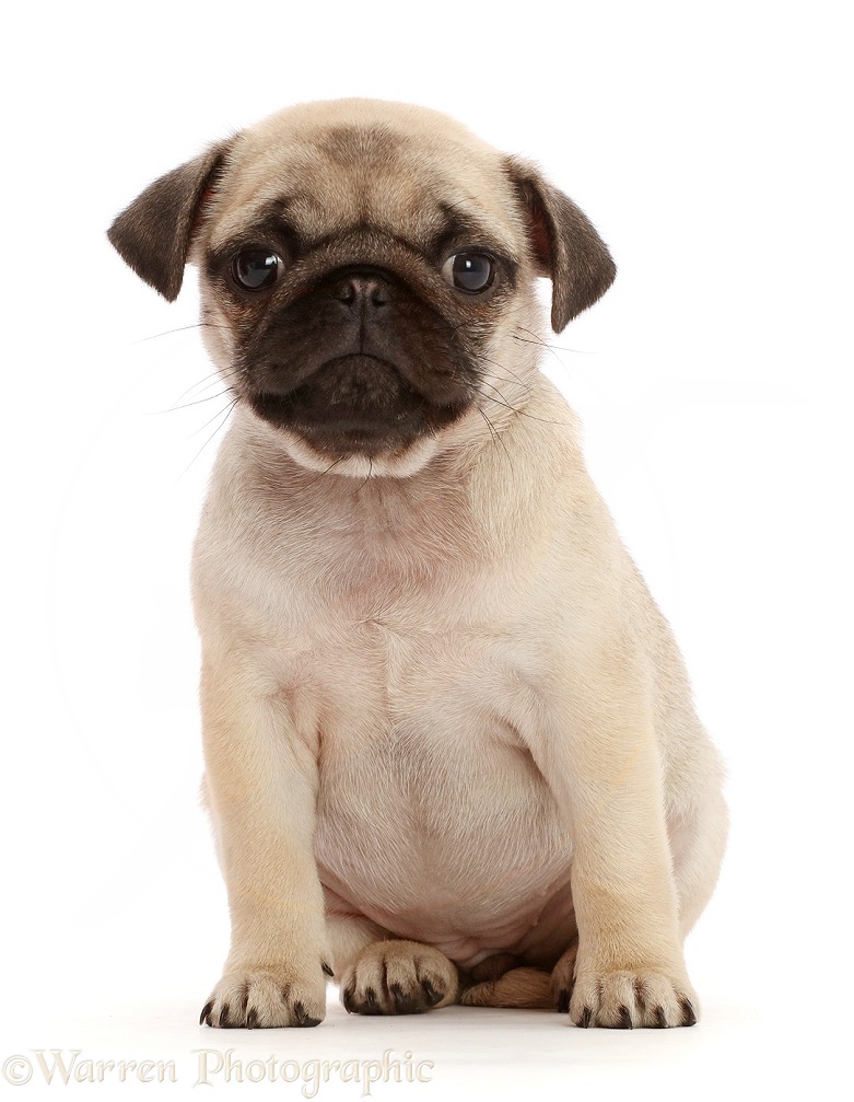 Fawn Pug puppy, 8 weeks old, sitting, white background