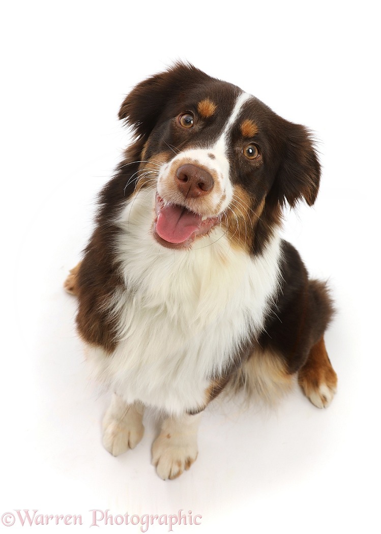 Red tricolour Mini American Shepherd, Polly, 15 months old, sitting and looking up, white background