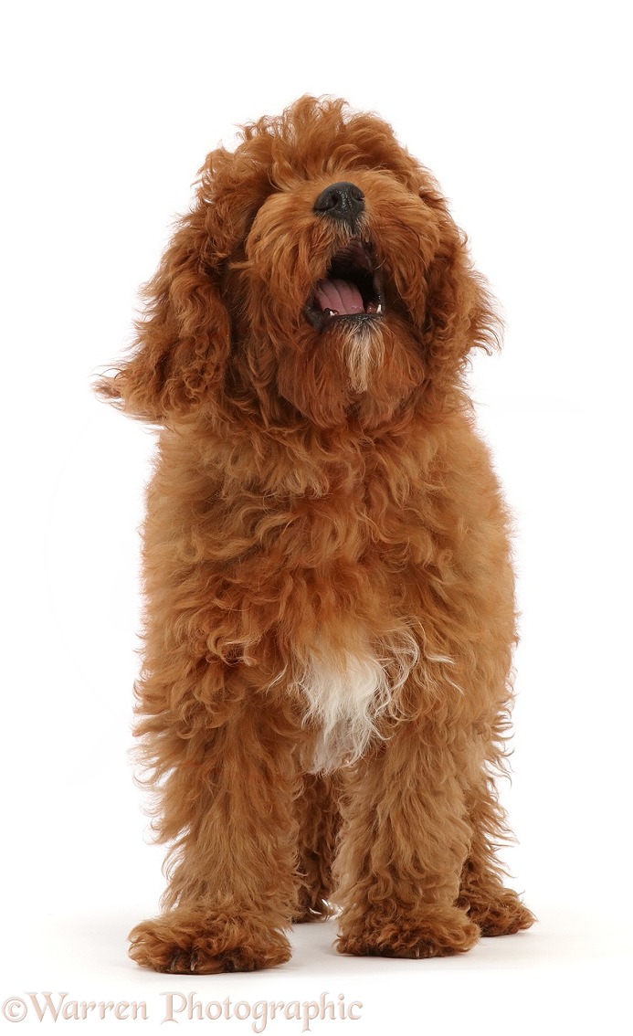 Red Cavapoo puppy, woofing, white background