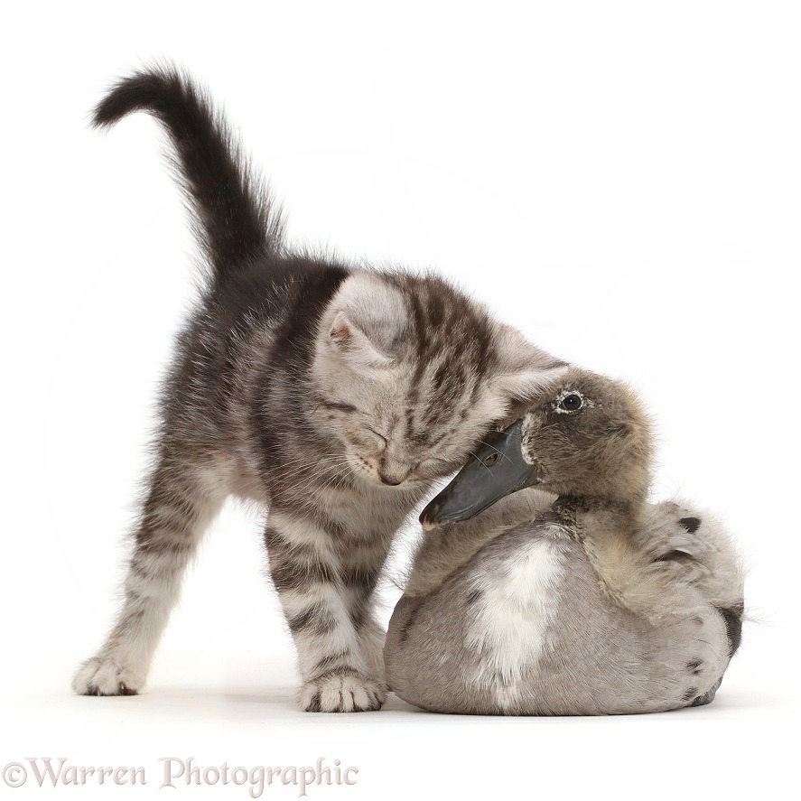Silver tabby kitten cheek to beak with Indian Runner duckling, white background