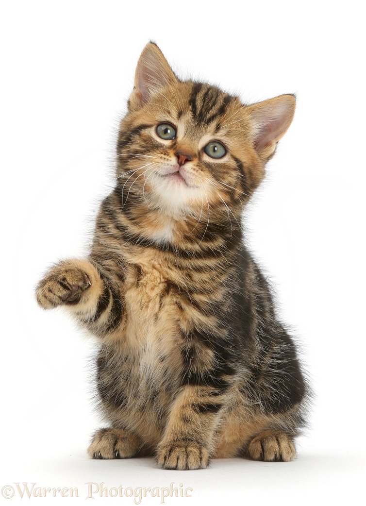 Tabby kitten, 7 weeks old, sitting with paw up, white background