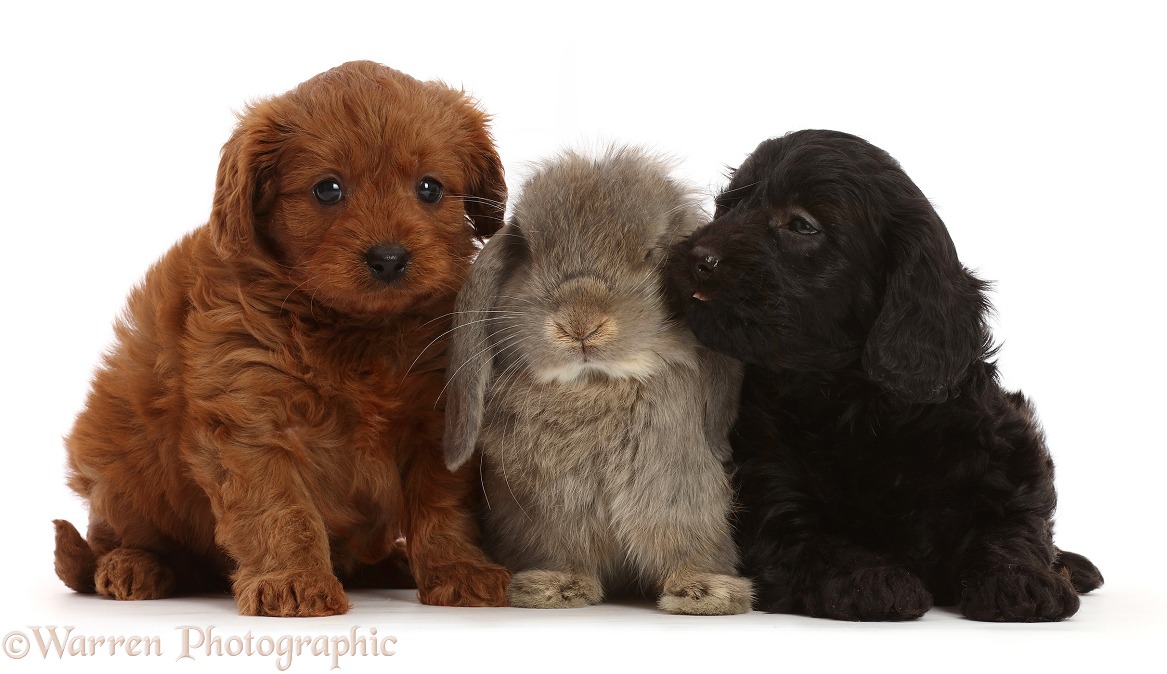 Black and red Cavapoo puppies, 7 weeks old, and grey Lop rabbit, white background