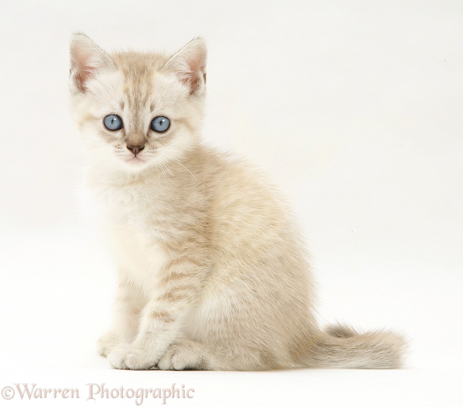 Birman-cross kitten, sitting, white background