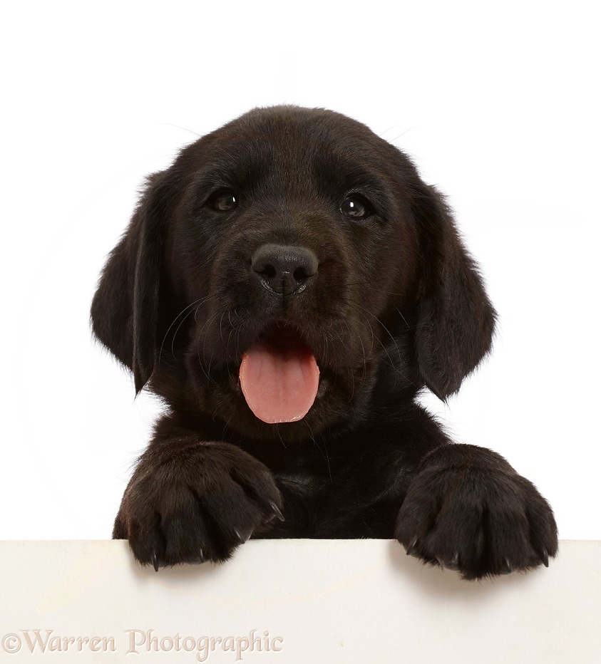 Black Labrador Retriever puppy, 6 weeks old, paws over, white background