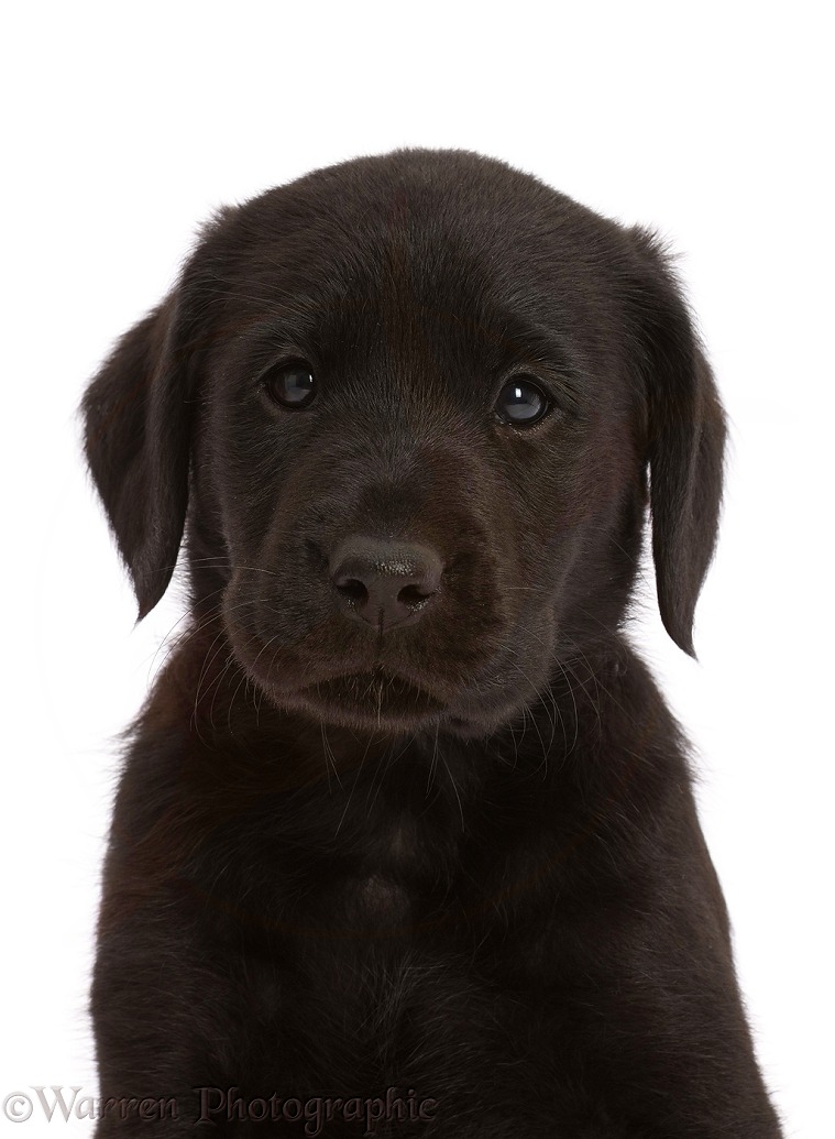 Black Labrador Retriever puppy, 6 weeks old, white background