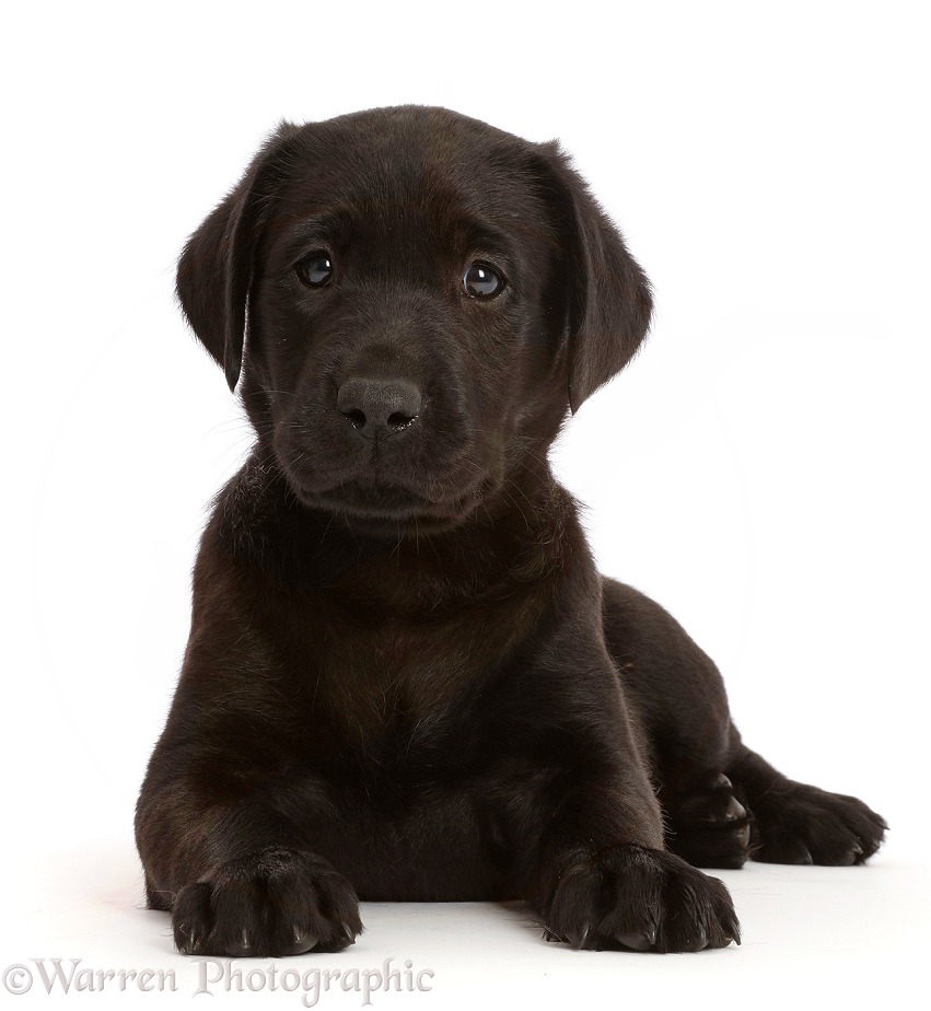 Black Labrador Retriever puppy, 6 weeks old, white background