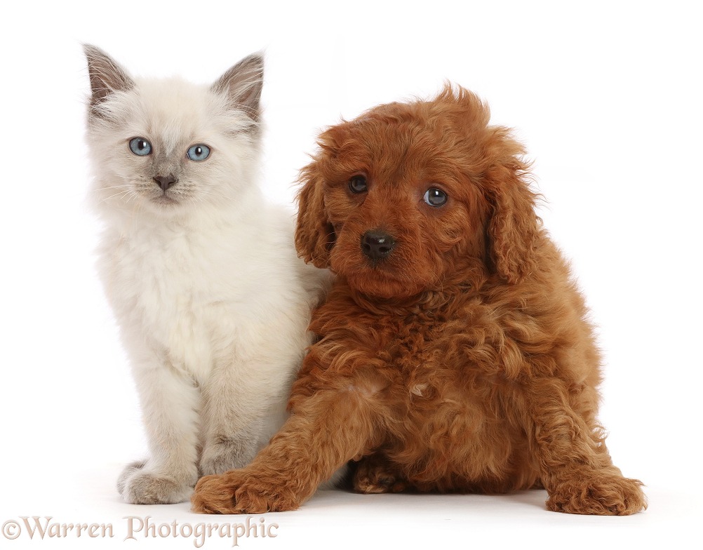 Red Cavapoo puppy, 7 weeks old, and Ragdoll cross kitten, 8 weeks old, white background