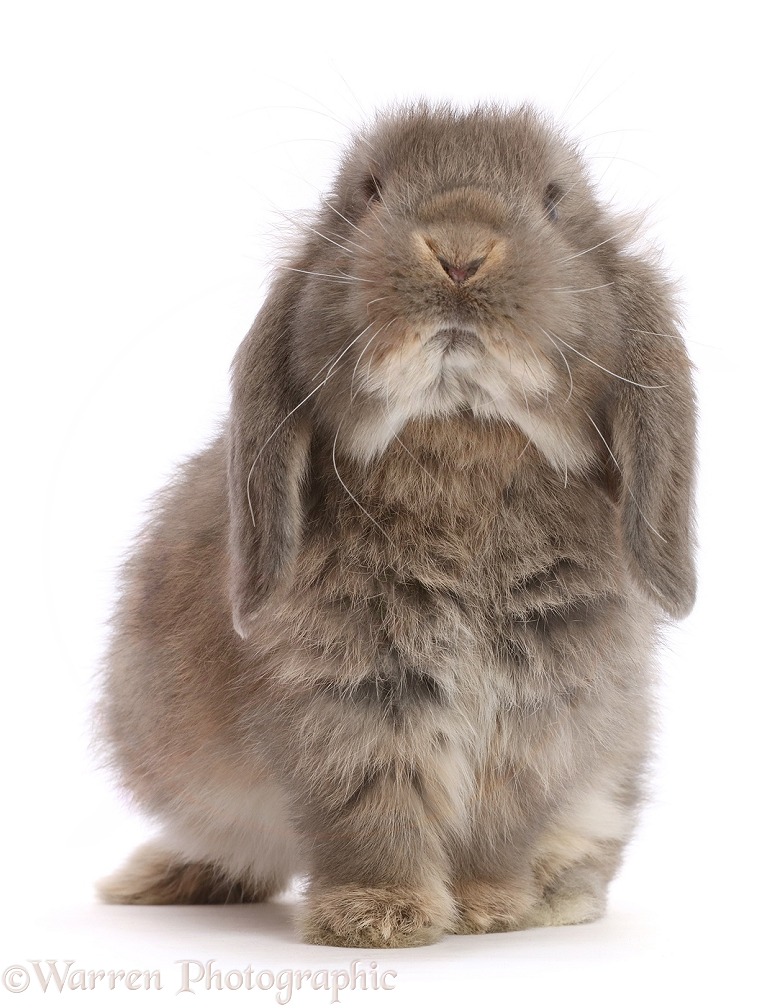 Grey Lop rabbit, 12 weeks old, white background