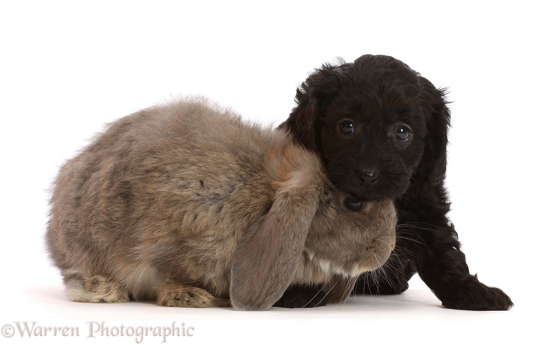 Black Cavapoo puppy, 7 weeks old, and grey Lop rabbit, white background