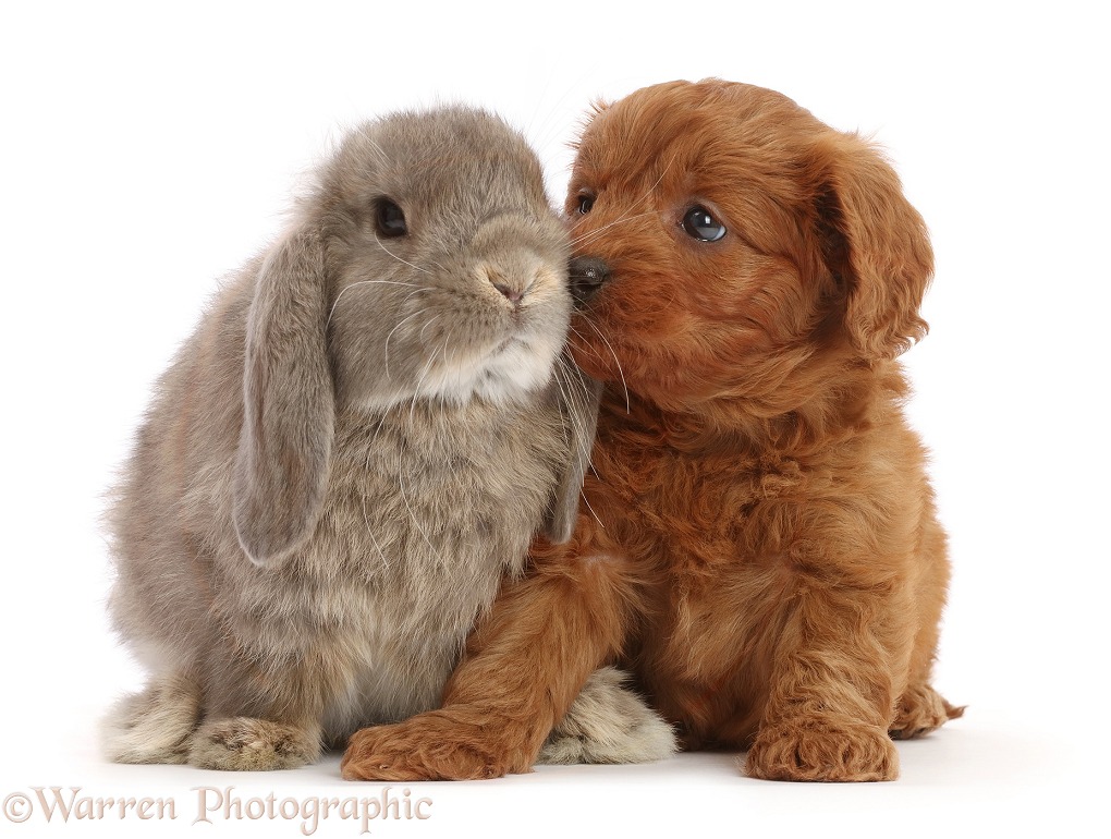 Red Cavapoo puppy, 7 weeks old, and Grey Lop rabbit, 12 weeks old, white background