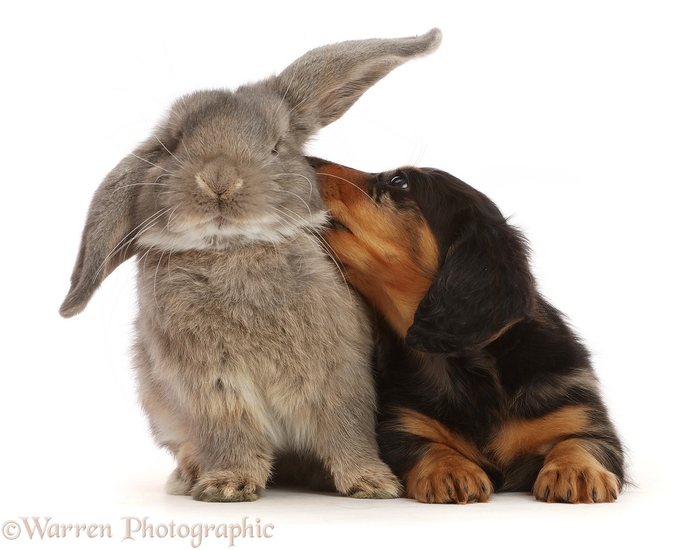 Silver Dapple Dachshund puppy, 7 weeks old, looking up at grey Lop bunny, white background