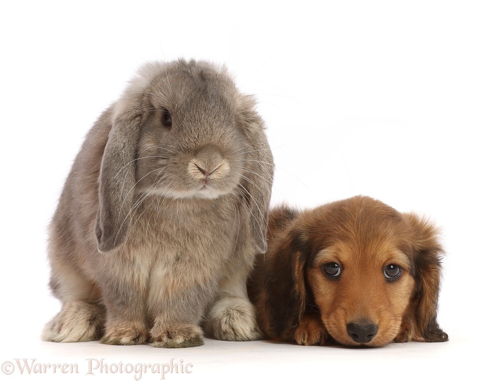 Cream Shaded Dachshund puppy, 7 weeks old, with grey Lop bunny, white background