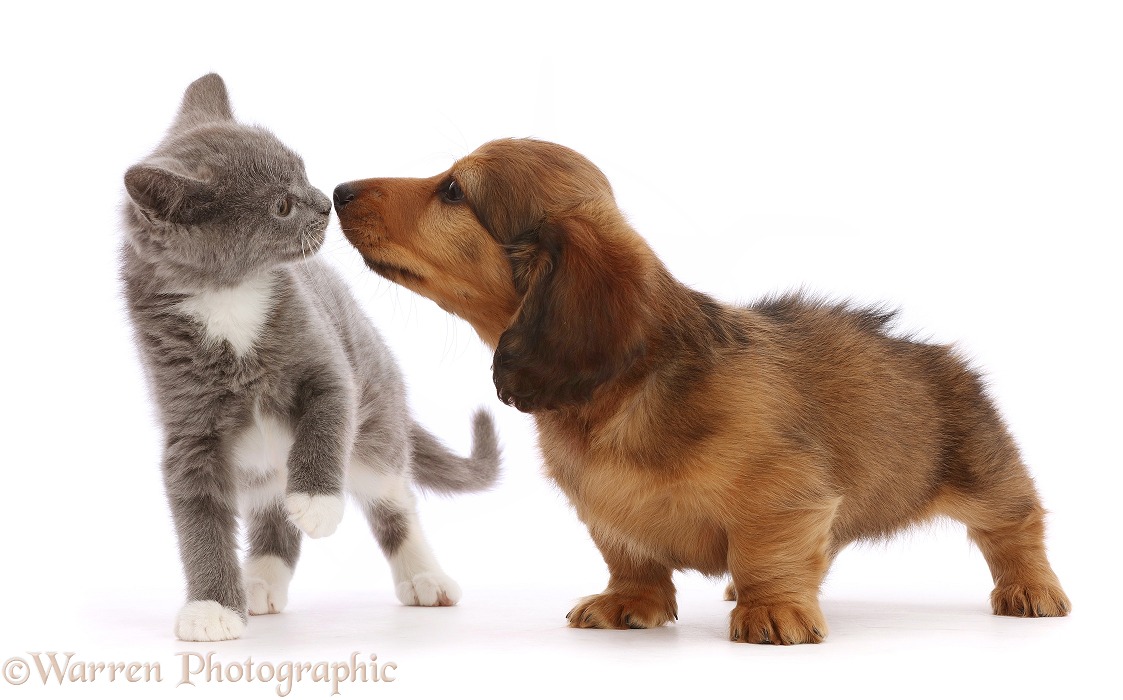 Blue-and-white Ragdoll-cross kitten, sniffing at Dachshund puppy, white background