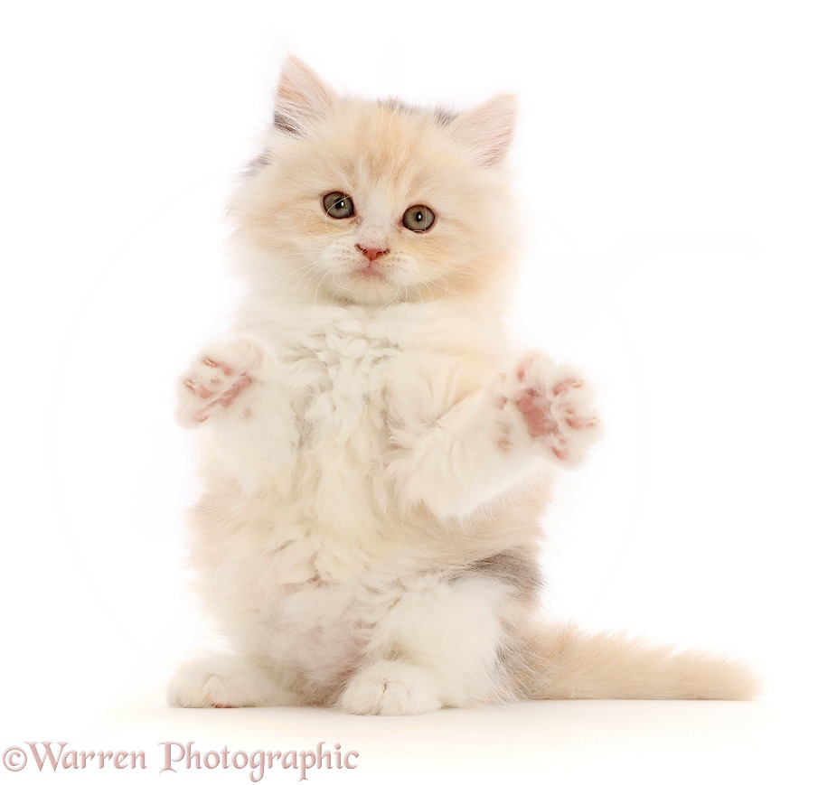 Tortie Persian-cross kitten, 7 weeks old, with raised paws, white background