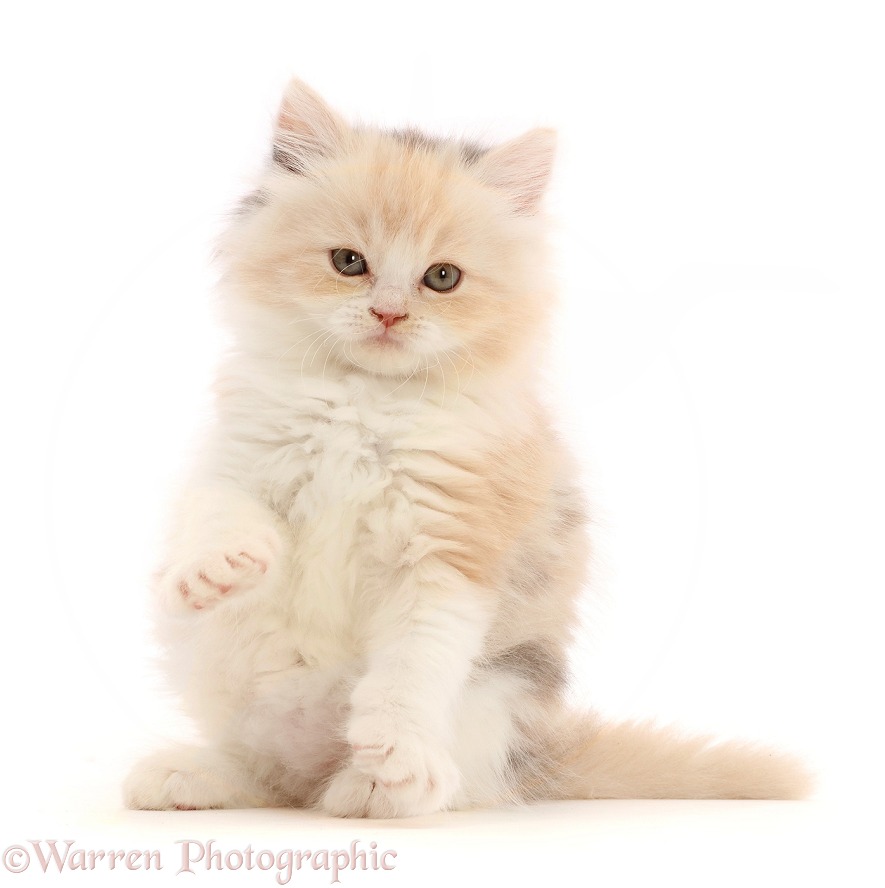 Tortie Persian-cross kitten, 7 weeks old, with raised paw, white background