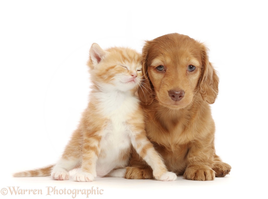 Ginger kitten, snuggling Cream Dachshund puppy, white background
