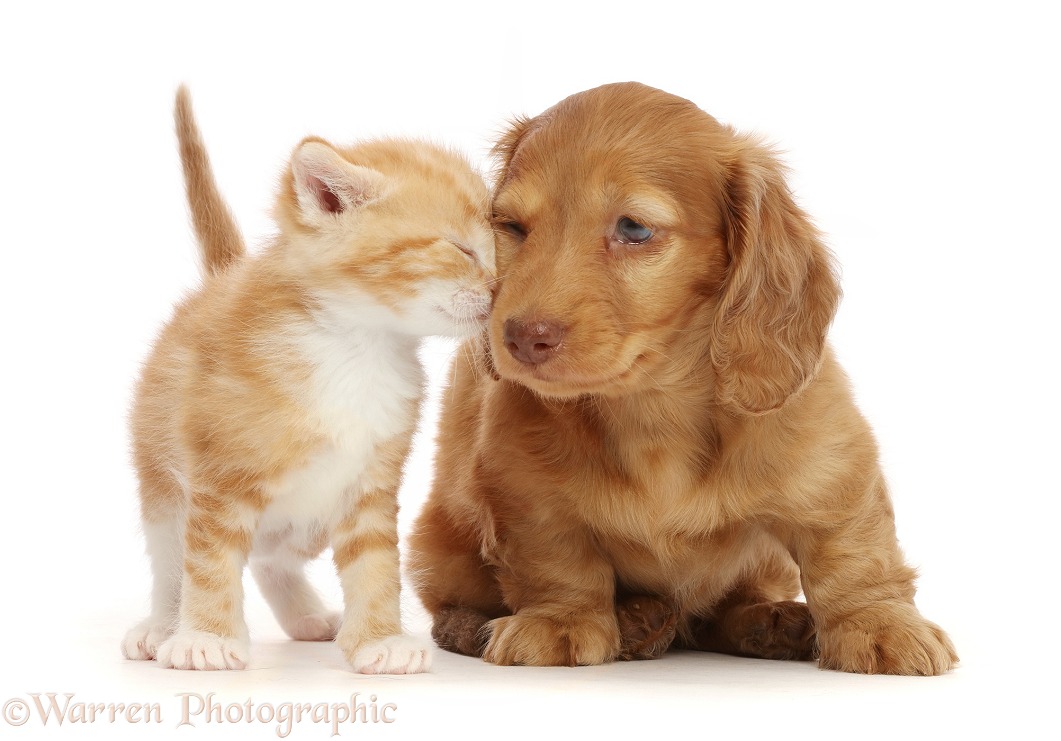 Ginger kitten, snuggling Cream Dachshund puppy, white background