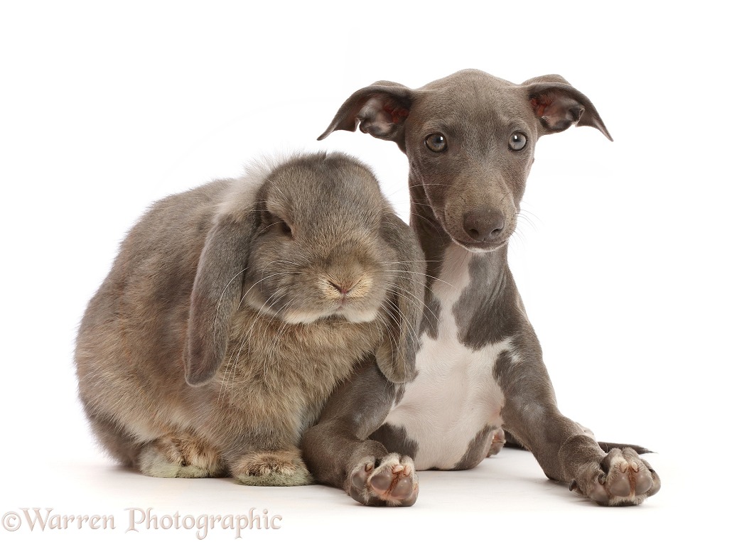 Grey Lop bunny with Blue Italian Greyhound puppy, 4 months old, white background