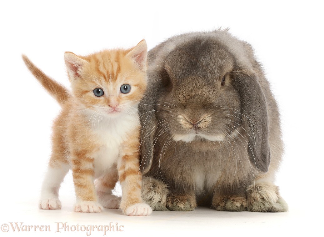 Grey Lop bunny with ginger kitten, white background