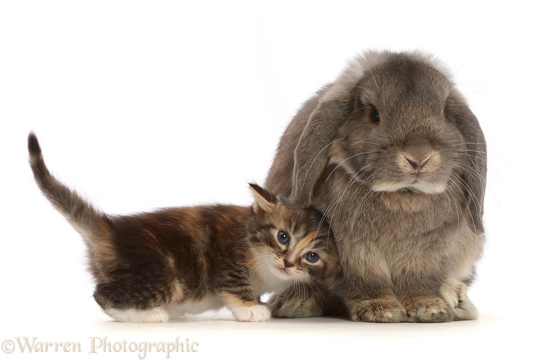 Grey Lop bunny with tortie tabby kitten, white background