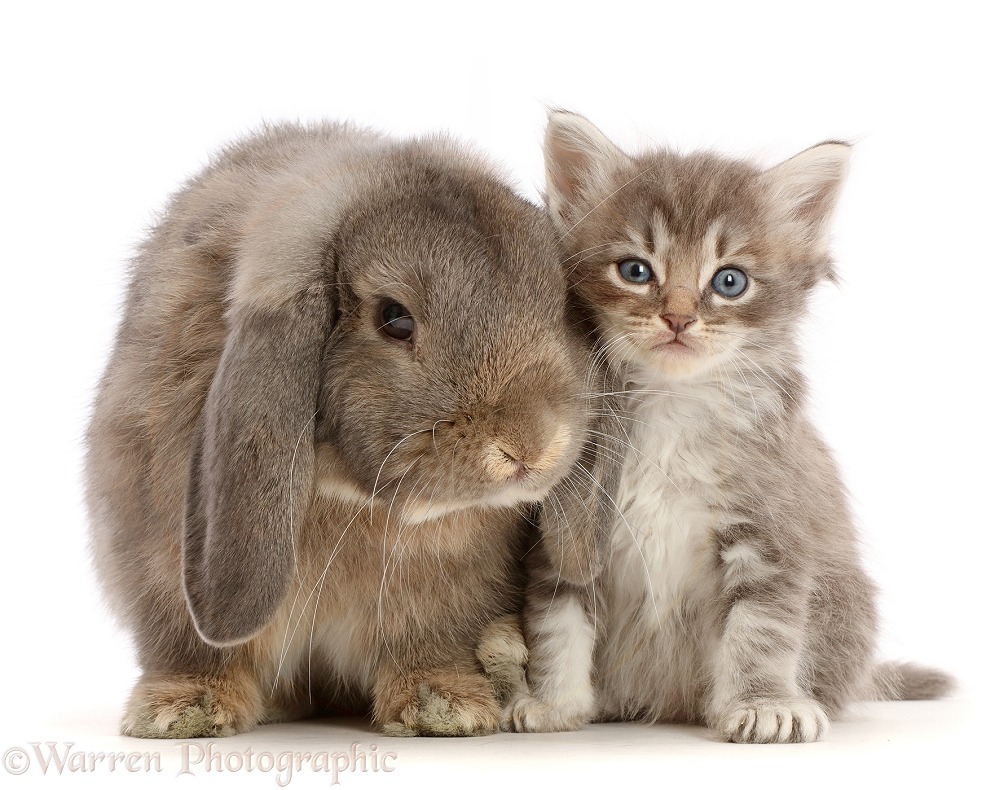 Grey Lop bunny with tabby kitten, white background