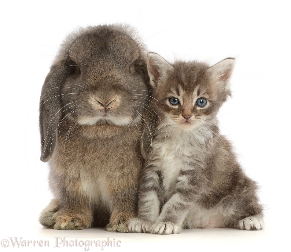 Grey Lop bunny with tabby kitten, white background