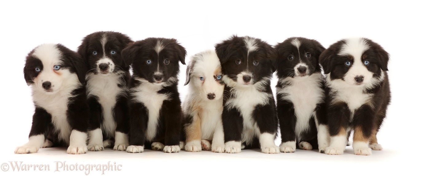 Seven Mini American Shepherd puppies, white background