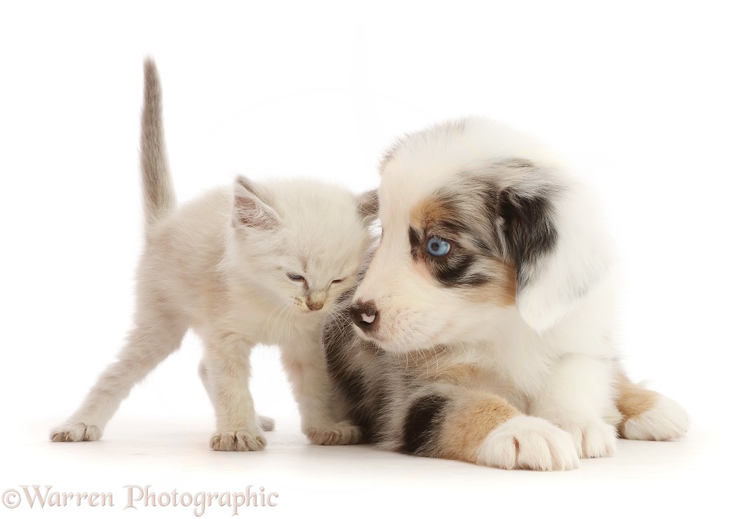 Merle Mini American Shepherd puppy and colourpoint kitten, white background