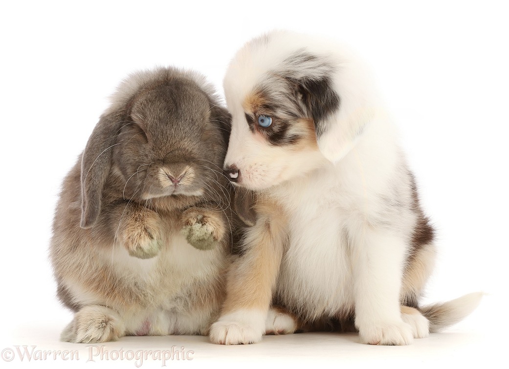 Merle Mini American Shepherd puppy and Lop bunny, white background