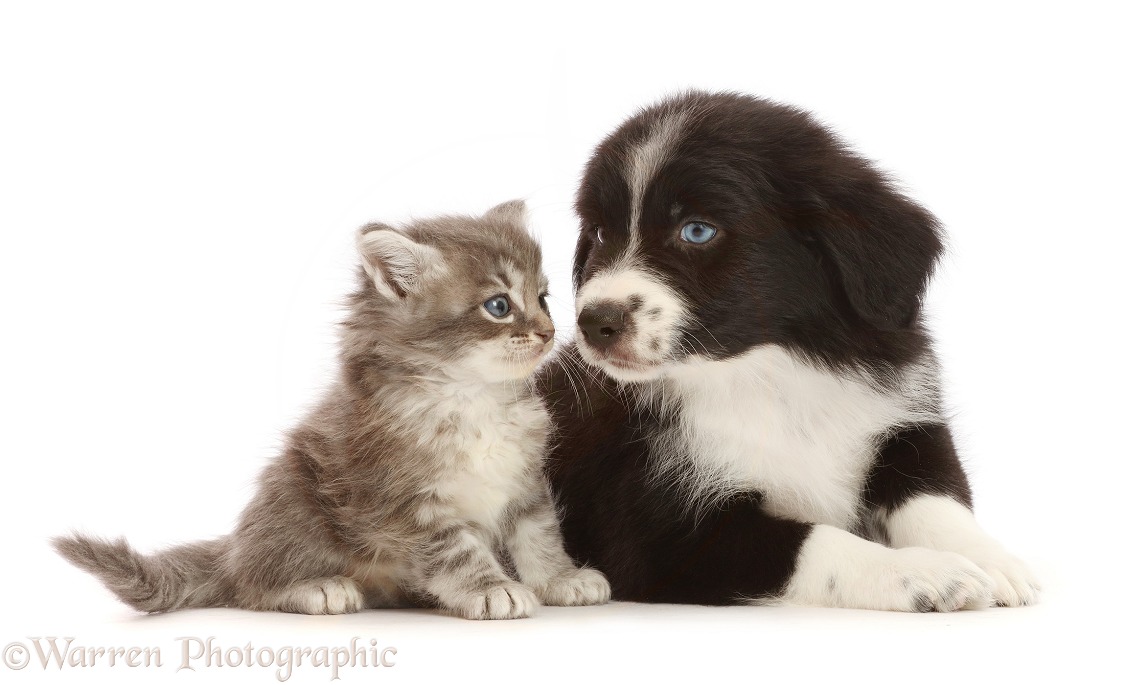 Black-and-white Mini American Shepherd puppy and kitten, white background