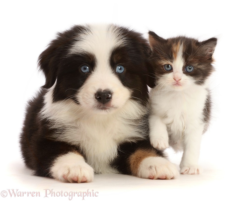 Tricolour Mini American Shepherd puppy and calico kitten, white background