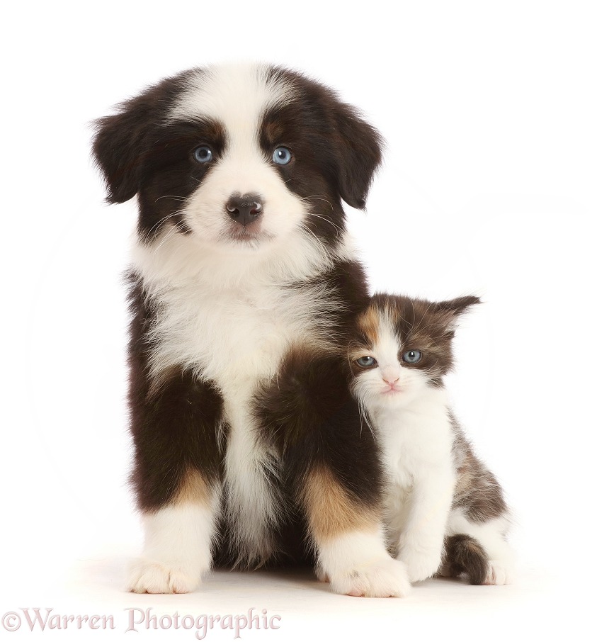 Tricolour Mini American Shepherd puppy and calico kitten, white background
