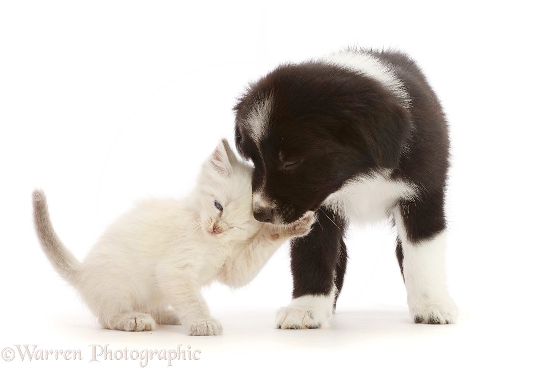 Black-and-white Mini American Shepherd puppy and kitten, white background