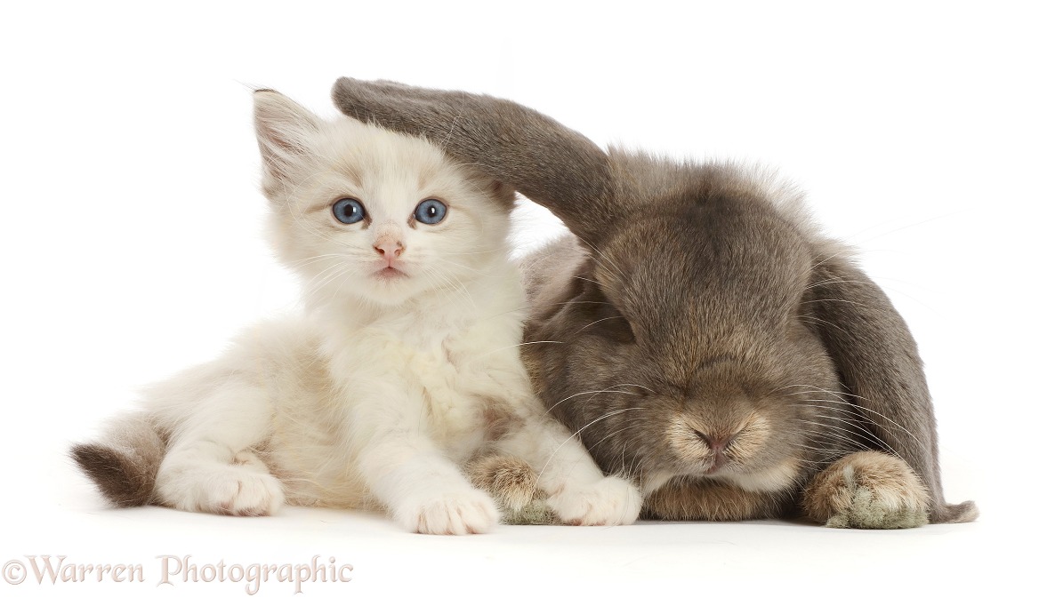 Colourpoint kitten and lounging Grey Lop bunny, white background