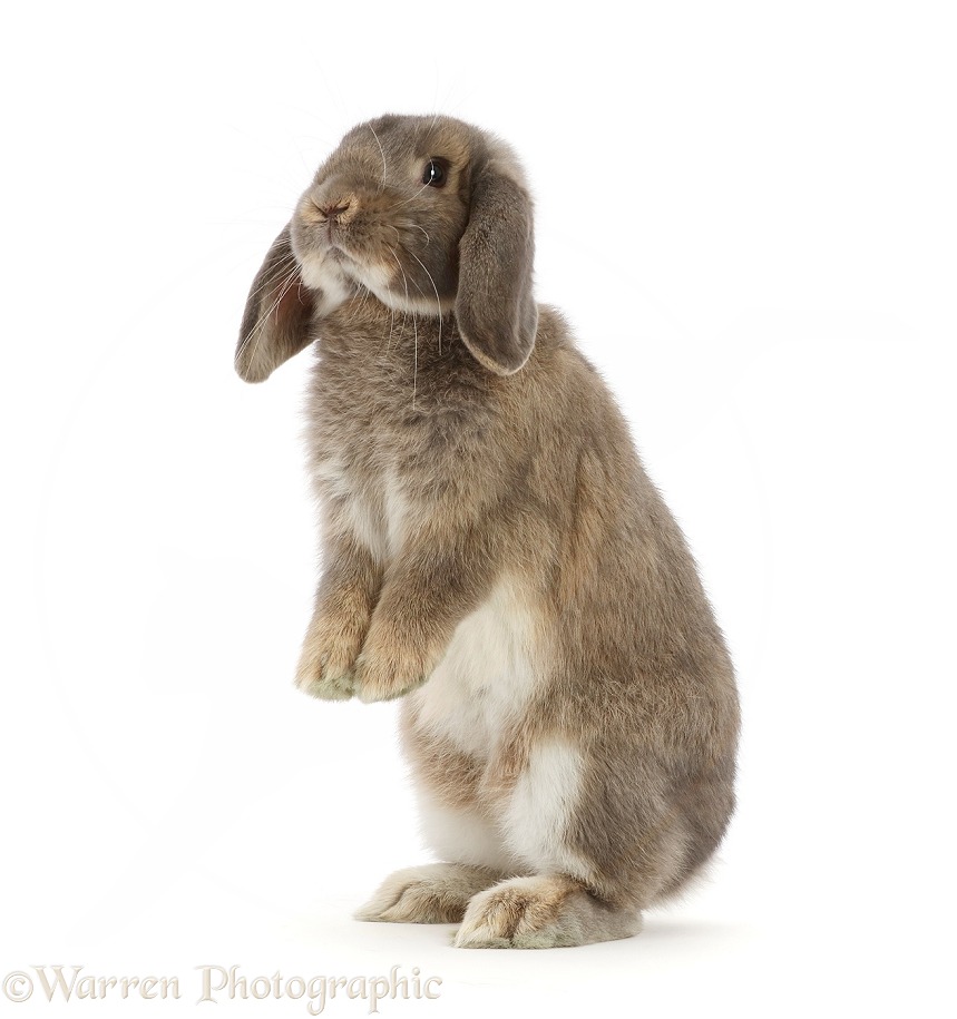Grey Lop bunny standing up, white background