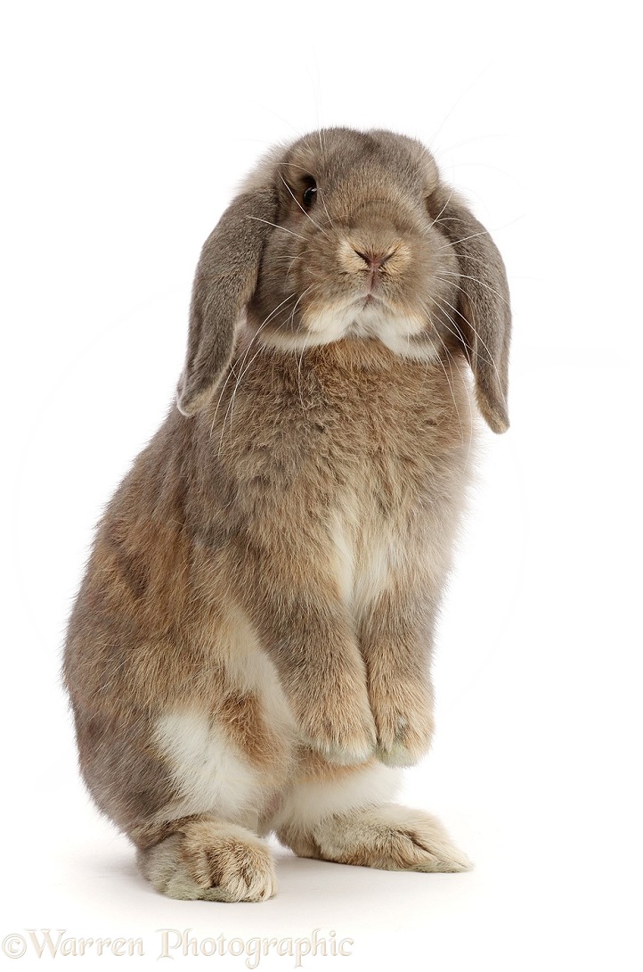 Grey Lop bunny standing up, white background