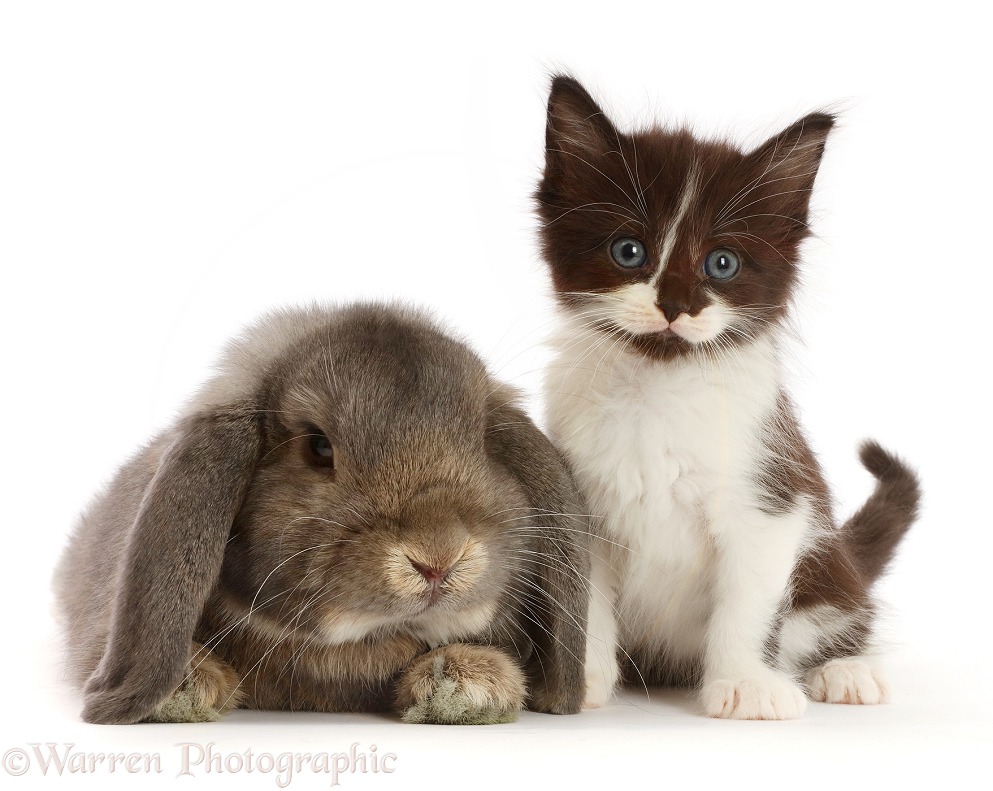 Black-and-white kitten and lounging Grey Lop bunny, white background