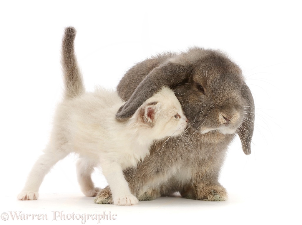 Grey Lop bunny and colourpoint kitten, white background
