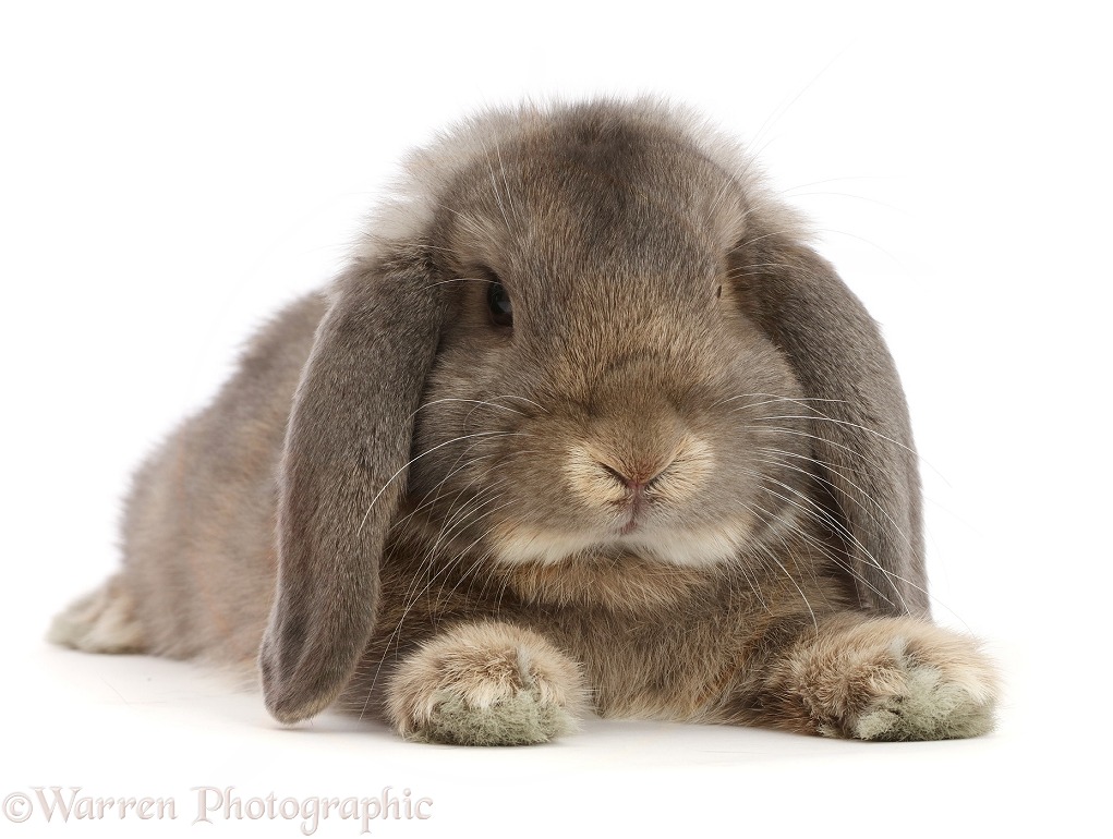 Grey Lop bunny lounging stretched out, white background