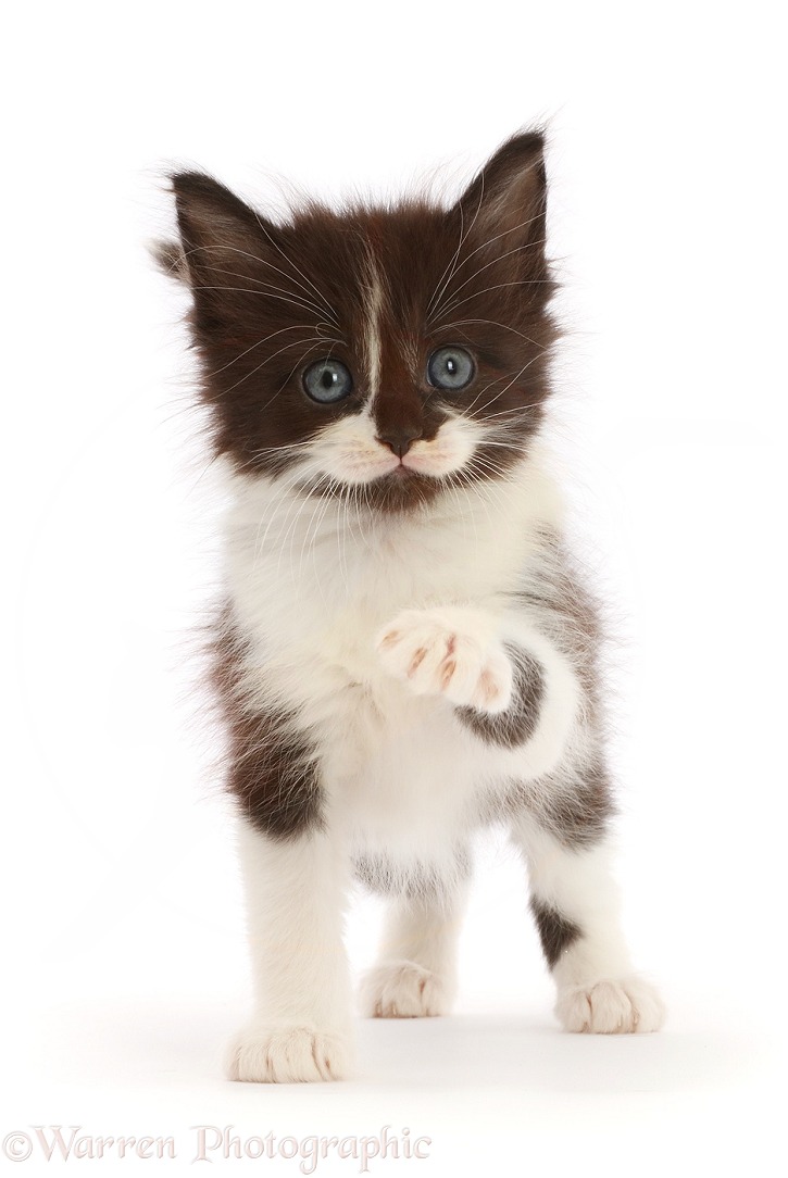 Black-and-white kitten pointing a paw, white background