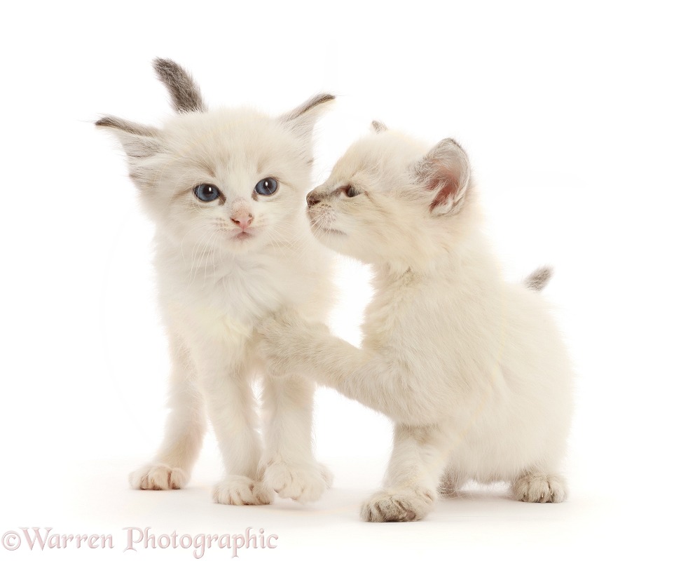 Colourpoint kittens, white background