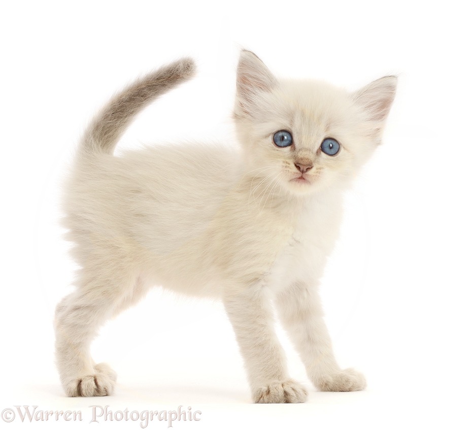 Colourpoint kitten standing, white background