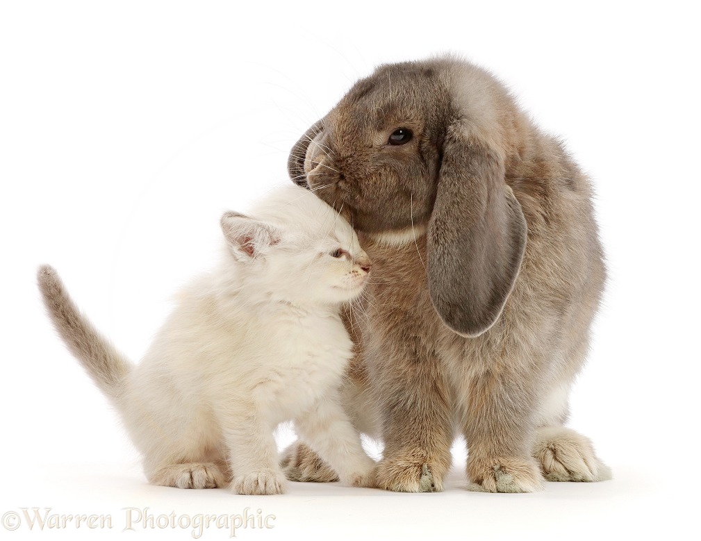 Grey Lop bunny kissing colourpoint kitten, white background
