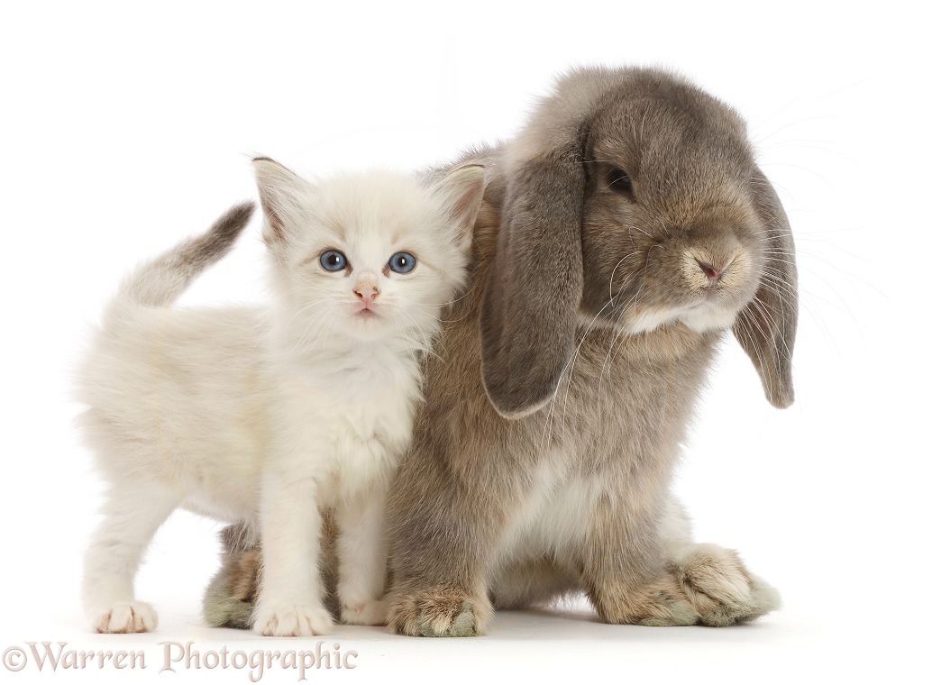 Grey Lop bunny and colourpoint kitten, white background