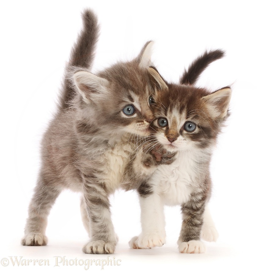 Playful tabby kittens, white background