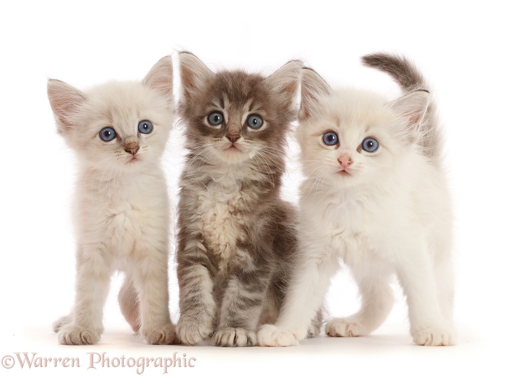 Three tabby and colourpoint kittens, white background