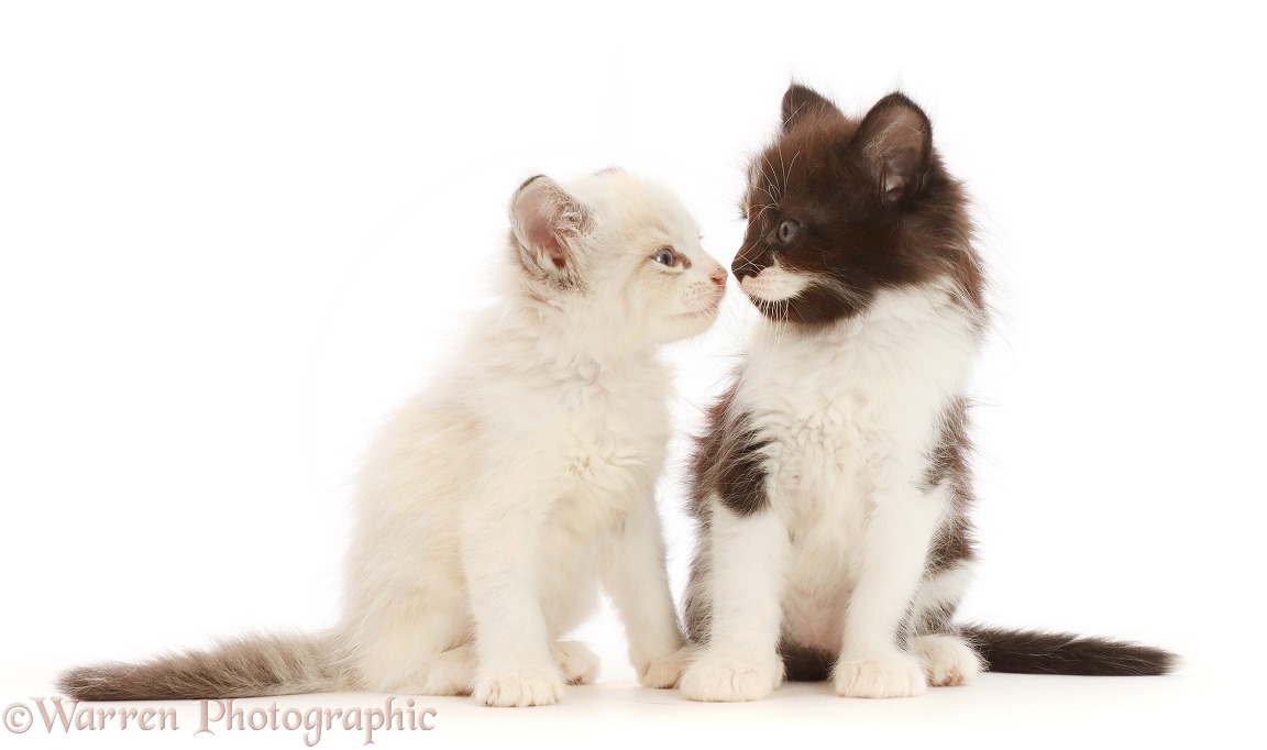 Black-and-white and colourpoint kittens nose-to-nose, white background