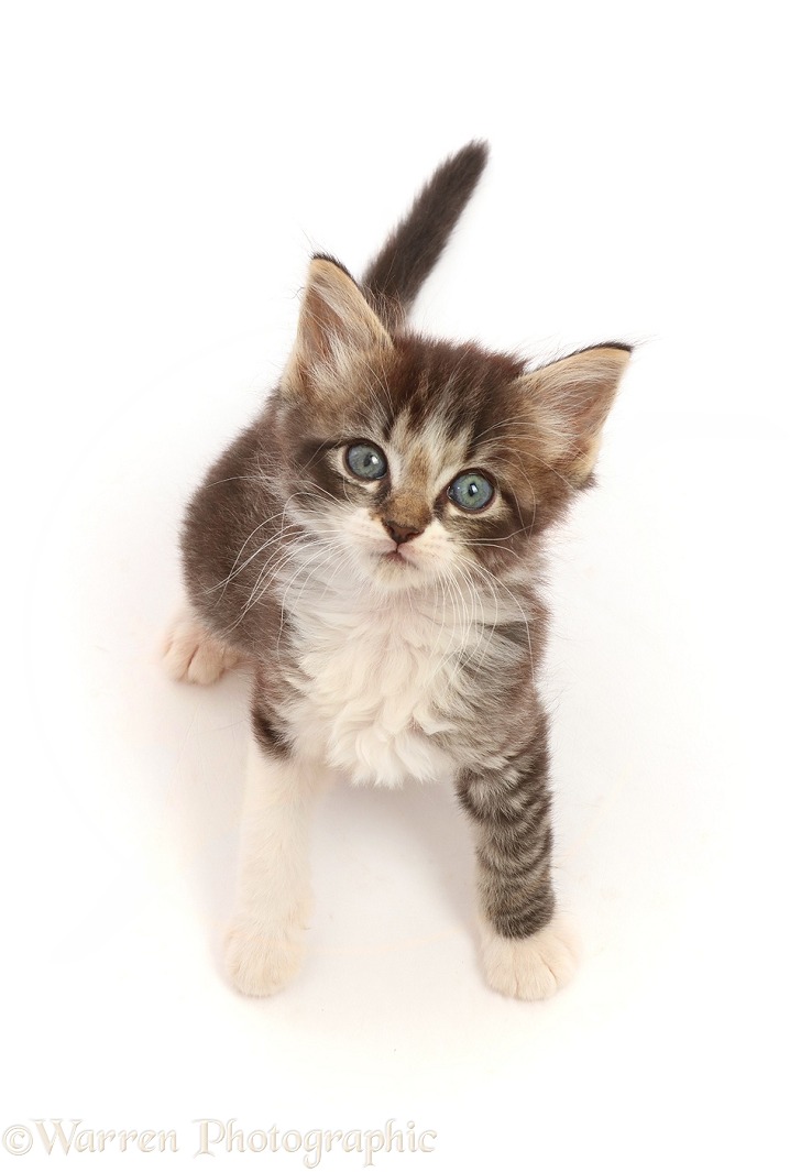 Tabby kitten, sitting looking up, white background