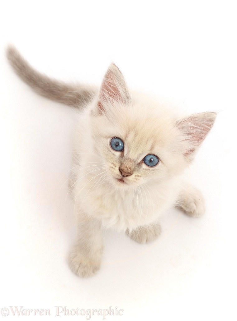 Blue point kitten, sitting looking up, white background