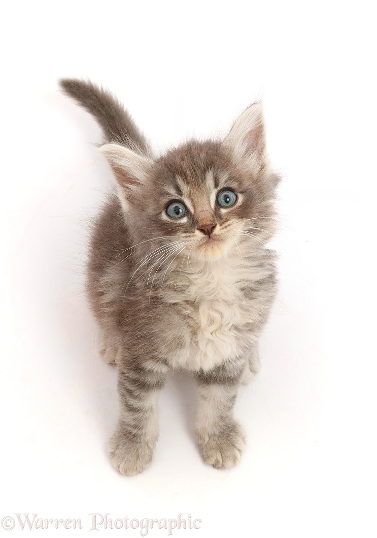 Tabby kitten, sitting looking up, white background